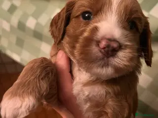 Australian Labradoodle dogs Tiny Tails,Big♥️Australian labradoodle - Advert 2