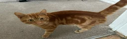 Mixed Breed cats for sale: A 3 year old friendly Rescue Ginger  - Advert 3