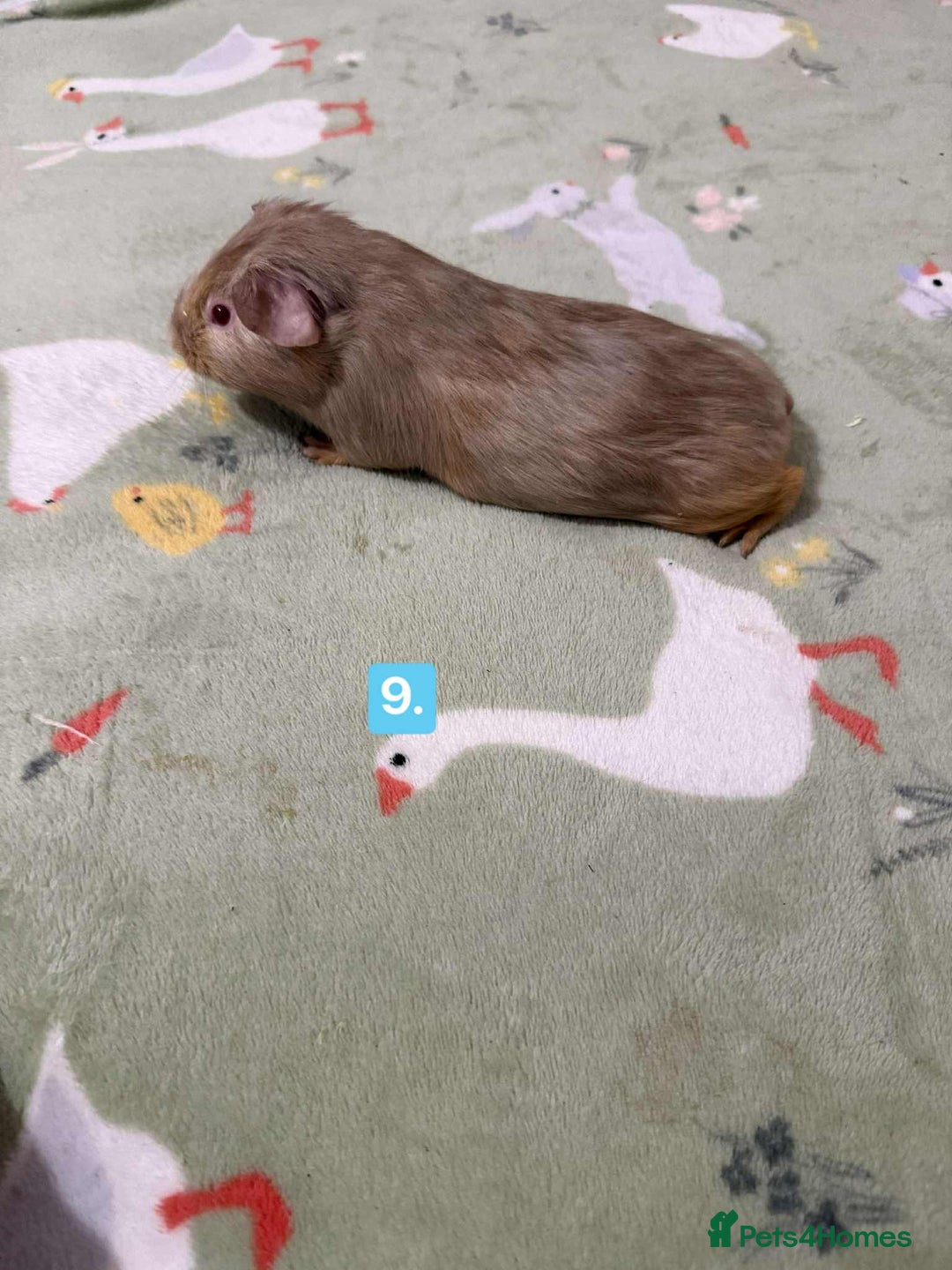 Guinea Pig rodents for sale: Baby guinea pigs for sale girls and boys  - Advert 9