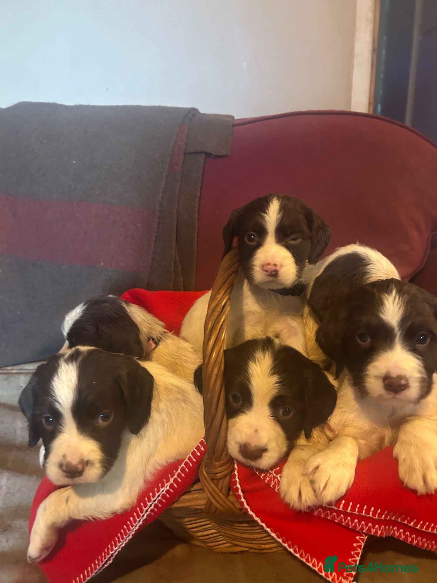 English Springer Spaniel dogs English springer spaniel puppies  - Advert 1