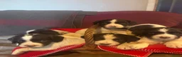English Springer Spaniel dogs for sale: English springer spaniel puppies  in Steyning - Advert 1