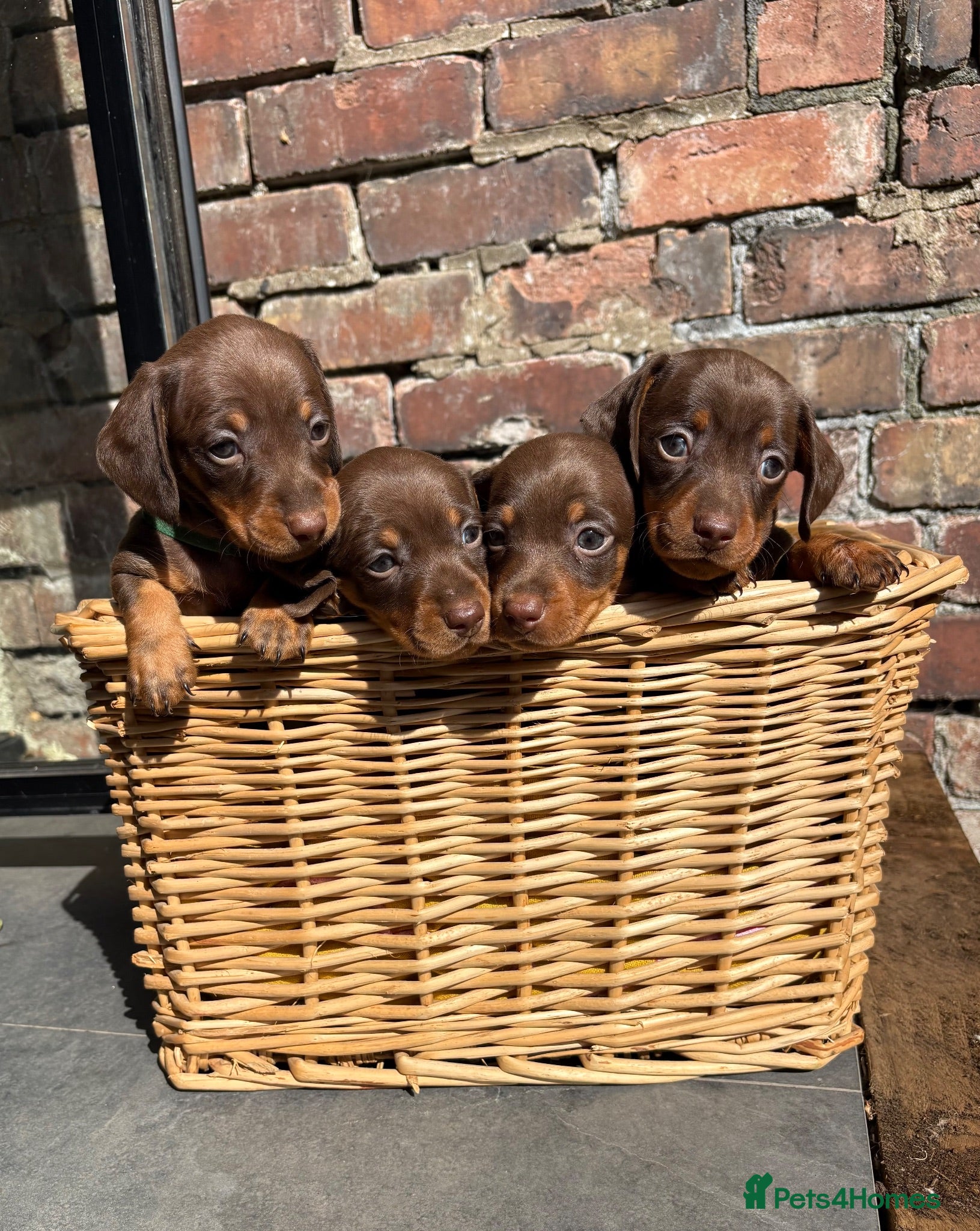 Miniature Dachshund dogs KC Registered Miniature Dachshund Puppies - Advert 14