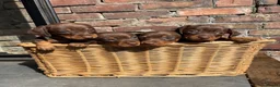 Miniature Dachshund dogs for sale: KC Registered Miniature Dachshund Puppies - Advert 1