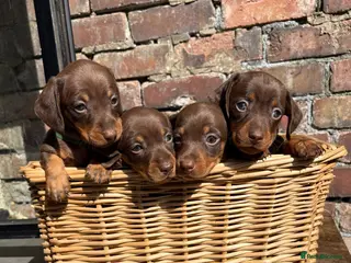 Miniature Dachshund dogs KC Registered Miniature Dachshund Puppies - Advert 14