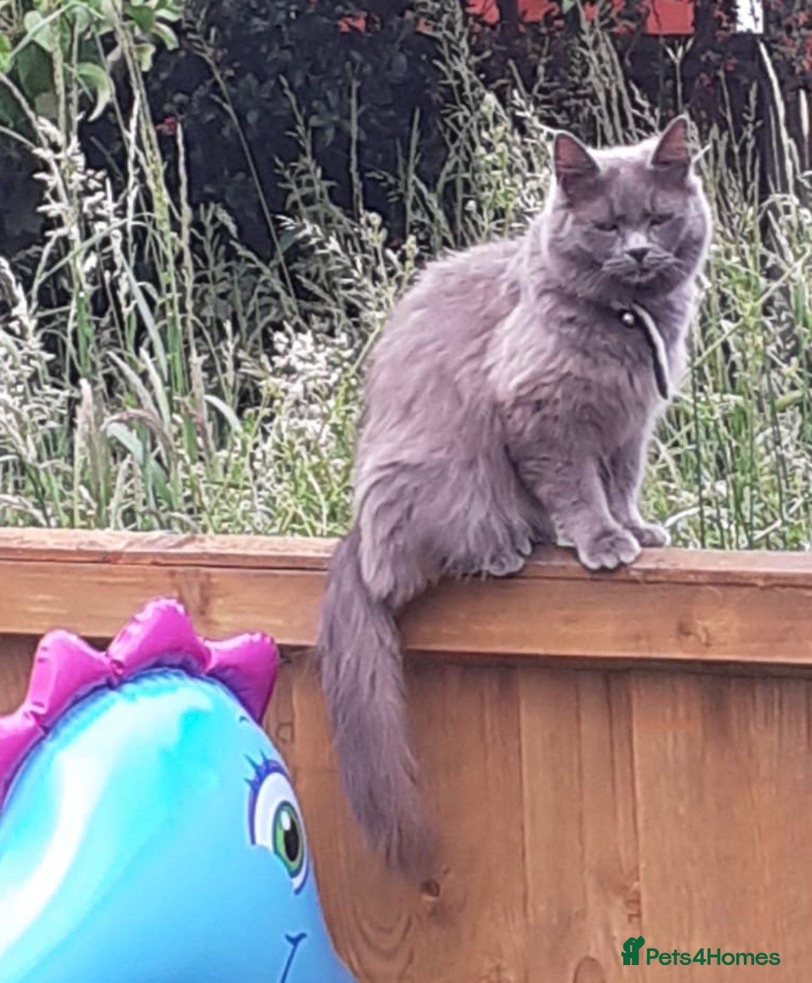 Nebelung cats Nebelung kittens  - Advert 8