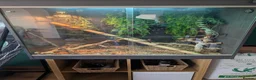 Chameleon reptiles for sale: Male & Female chameleons plus set up in Kettering - Advert 5
