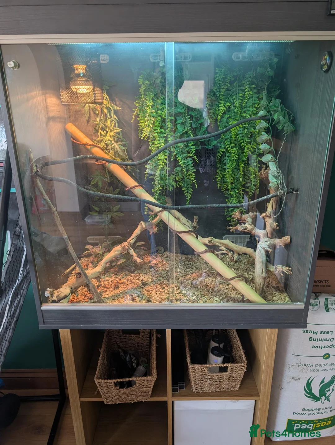 Chameleon reptiles for sale: Male & Female chameleons plus set up in Kettering - Advert 5