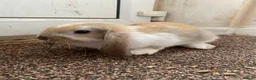 Mixed Breed rabbits for sale: Rabbits for sale  in Runcorn - Advert 5