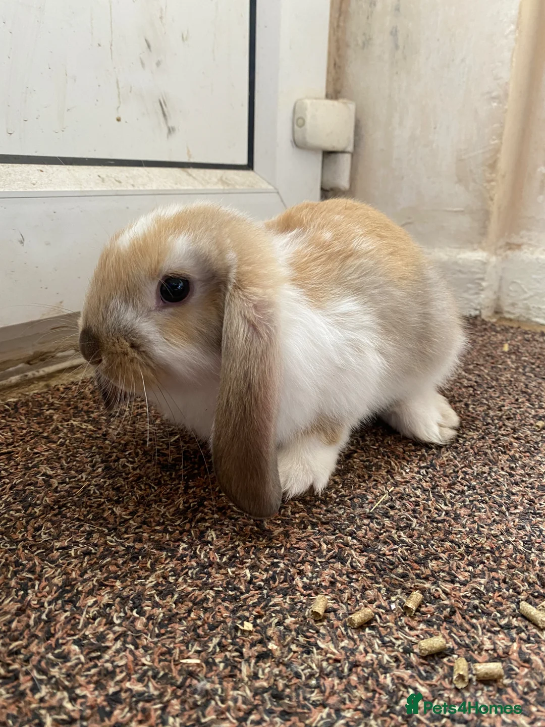 Mixed Breed rabbits for sale: Rabbits for sale  in Runcorn - Advert 5