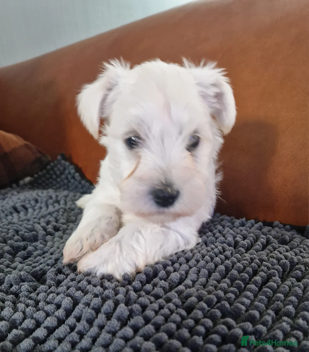 Miniature Schnauzer dogs for sale:  Pedigree Silver white minature schnauzer  - Advert 2