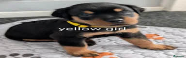 Rottweiler 5 yellow girl 