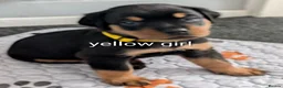 Rottweiler dogs for sale: Rottweiler Puppies  - Advert 15