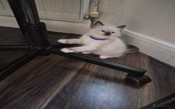 Ragdoll cats for sale: Ragdoll kittens - Image 1