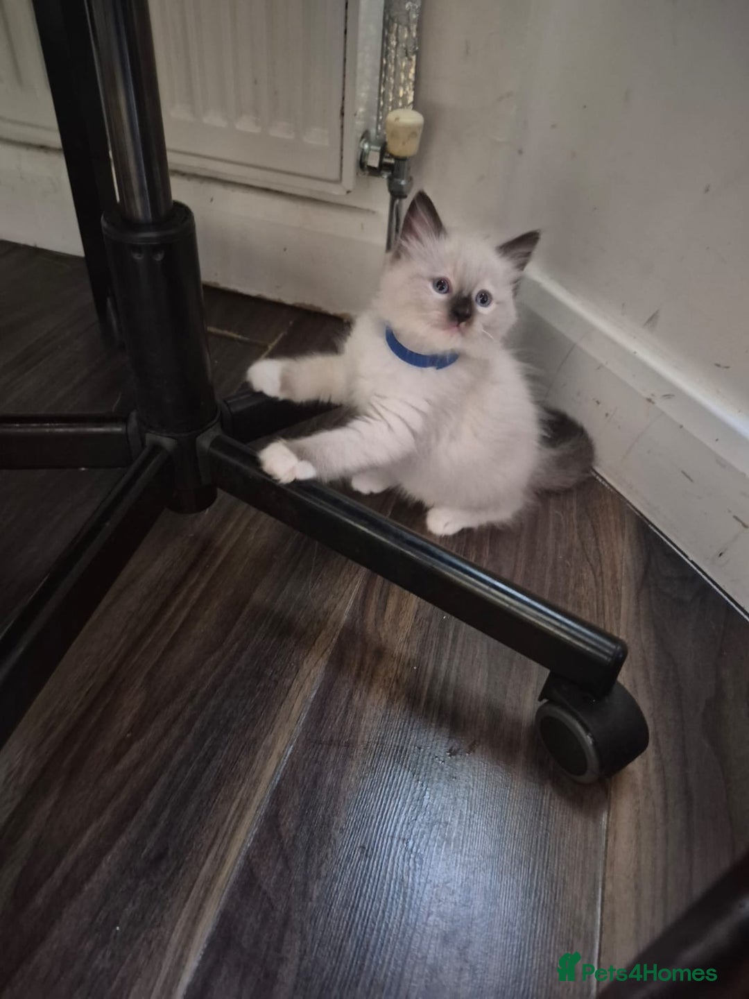 Ragdoll cats for sale: Ragdoll kittens - Image 1