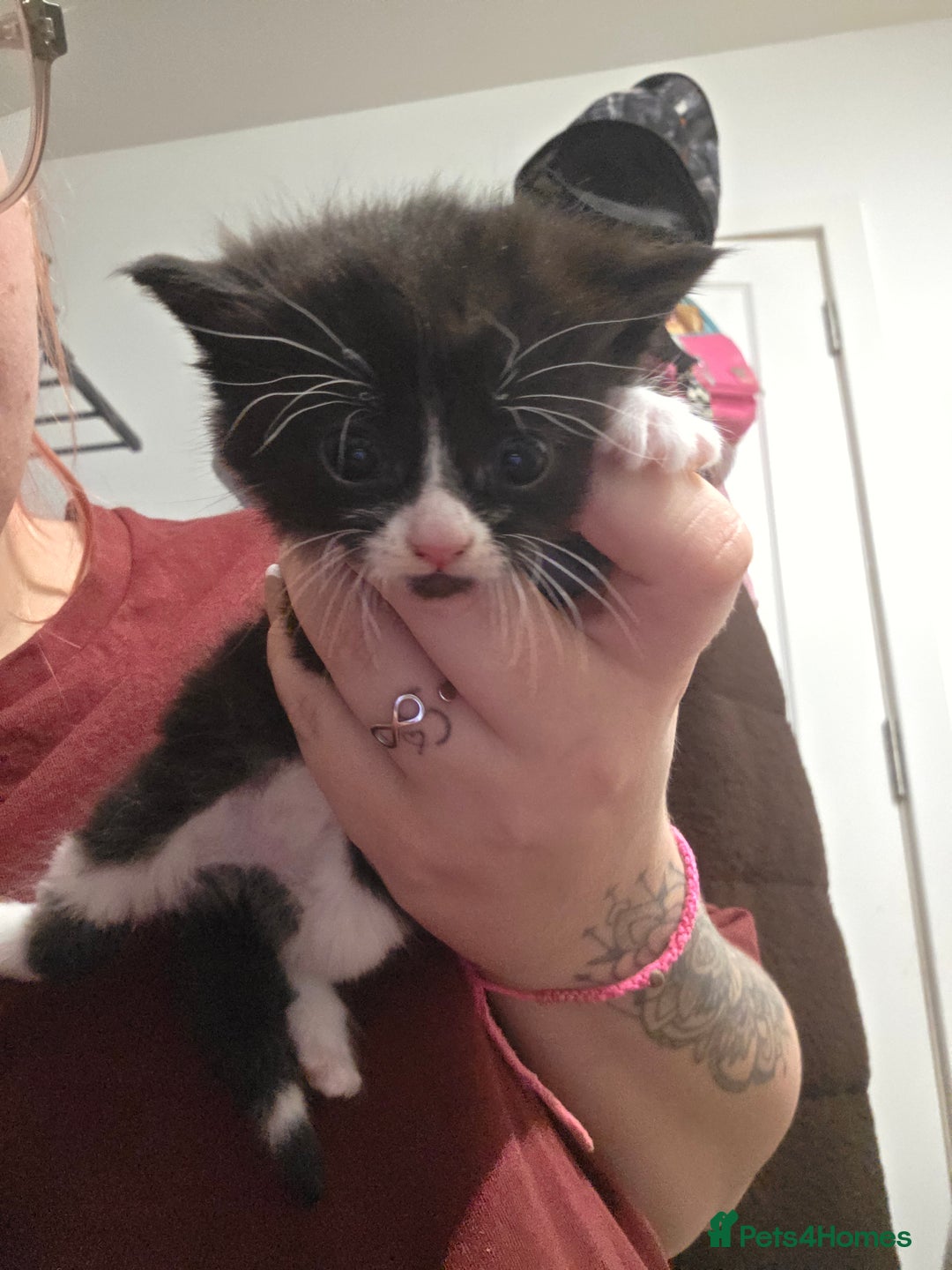 Domestic Shorthair cats for sale: Kittens for sale. - Advert 6