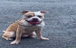 American Bulldog dogs for sale: American Bulldog Male - Image 1