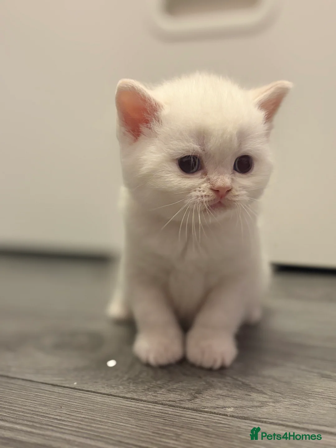 British Shorthair cats for sale: Stunning BSH Colourpoint Kitten GCCF Registered - Advert 25