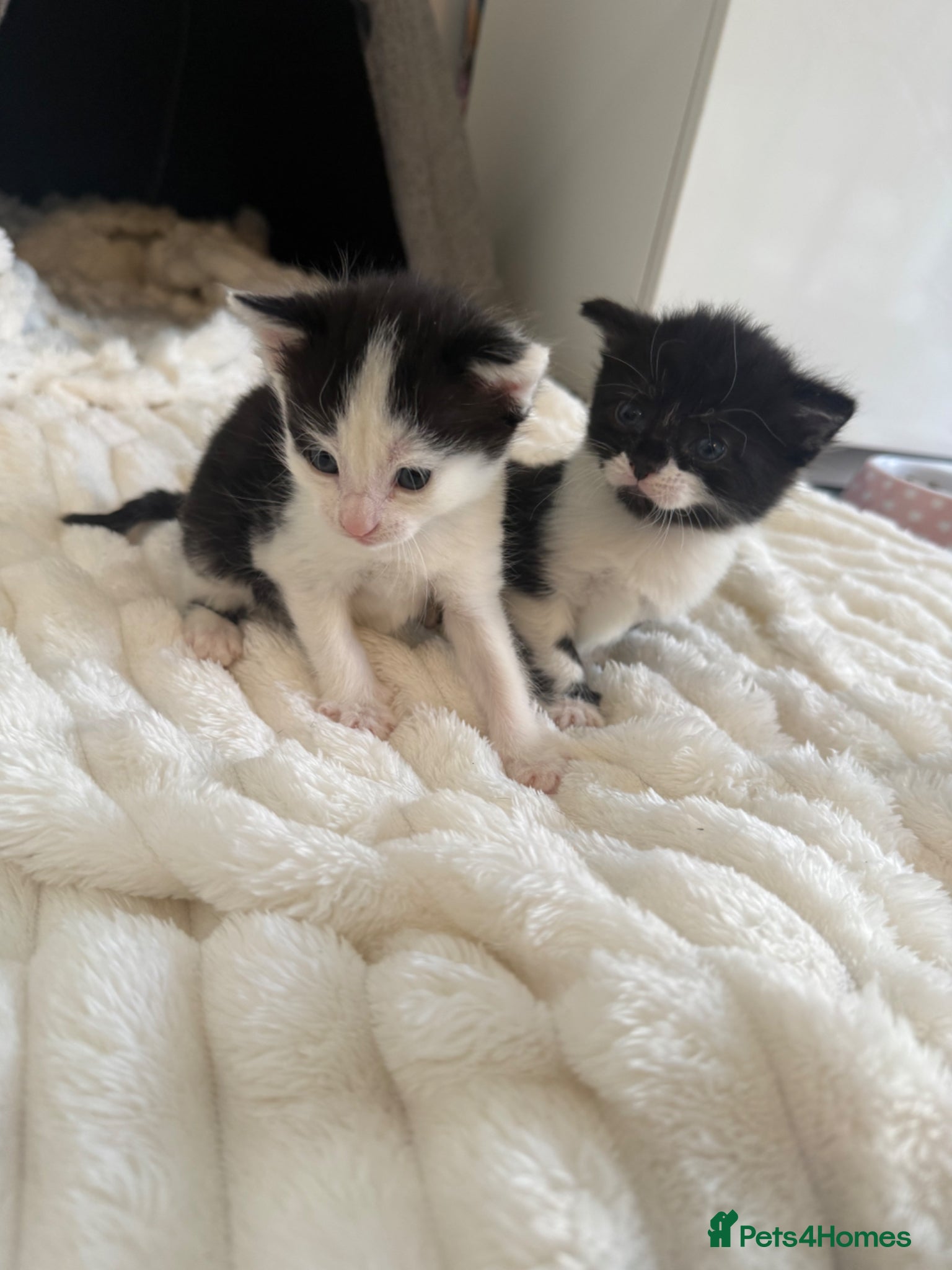 Mixed Breed cats Kittens For Sale  - Advert 18
