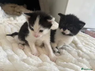 Mixed Breed cats Kittens For Sale - Advert 18