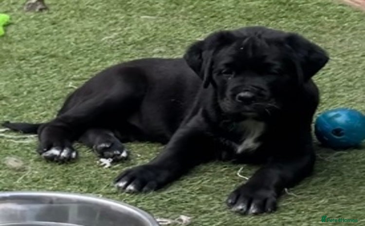 Mixed Breed dogs - Advert 13