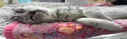 Mixed Breed cats for sale: Adorable kittens  - Advert 6