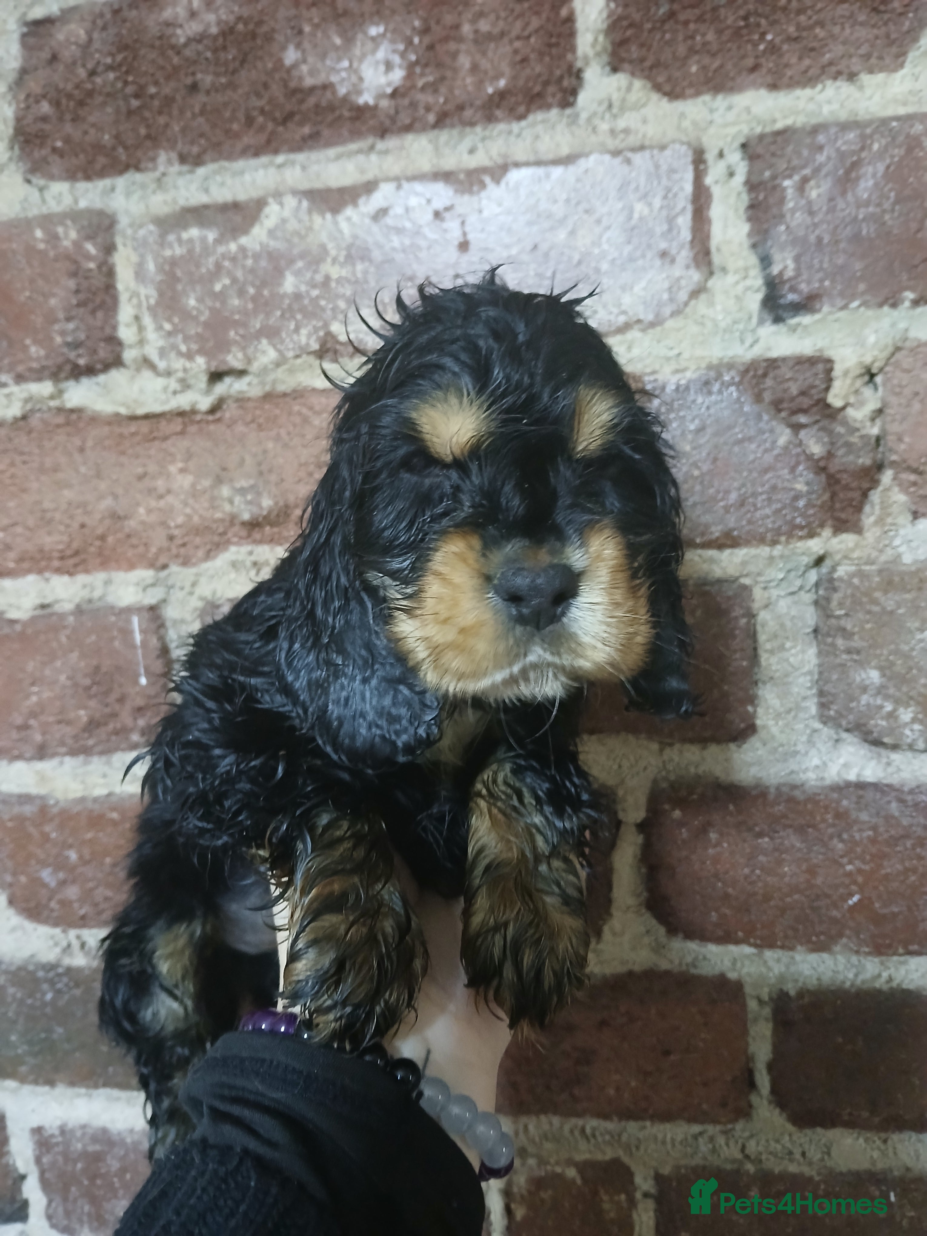 Cocker Spaniel dogs Last MALE available Stunning KC Show Cocker Puppy - Advert 14