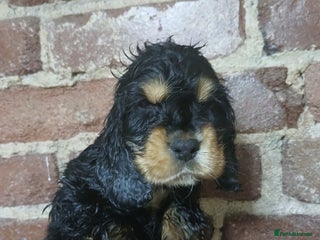 Cocker Spaniel dogs Last MALE available Stunning KC Show Cocker Puppy - Advert 14