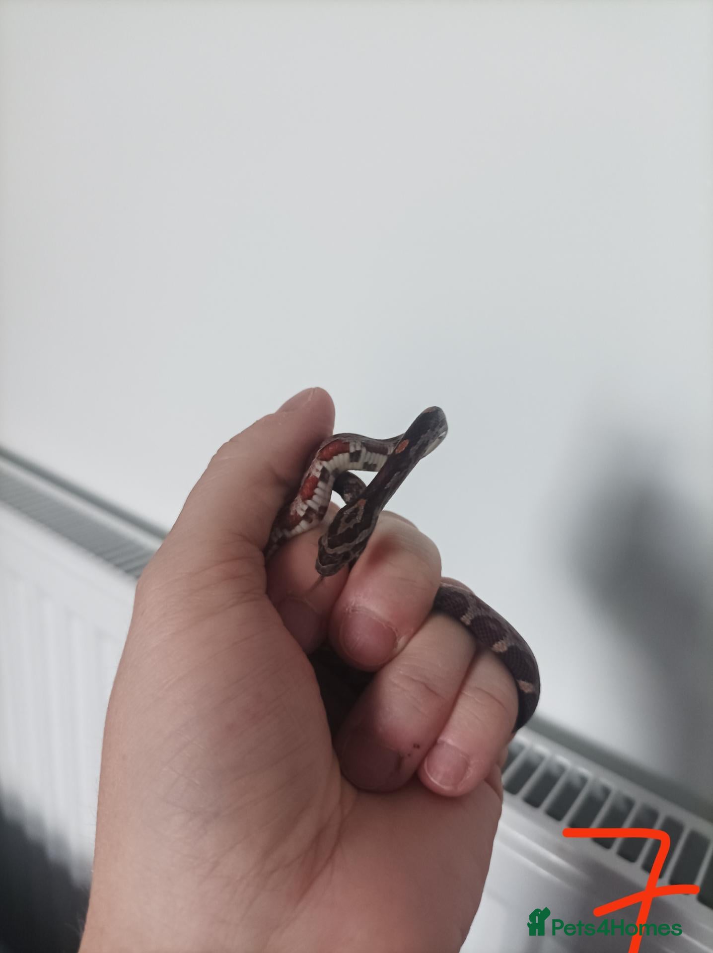 Corn Snake reptiles 1 x   baby corn snakes for sale  - Advert 14