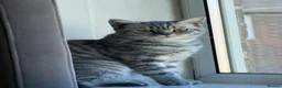 British Shorthair cats for sale: Female British shorthair  - Advert 5