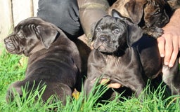 Presa Canario dogs for sale: Presa canario puppies (recognised breeder) - Image 32