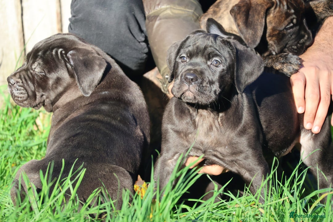Presa Canario dogs for sale: Presa canario puppies (recognised breeder) - Image 32