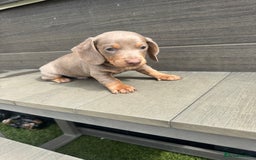 Dachshund dogs for sale: Dachshund Puppys miniature - Image 15