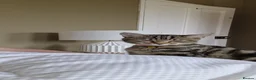 Mixed Breed cats for sale: Beautiful tabby cat in Colchester - Advert 2