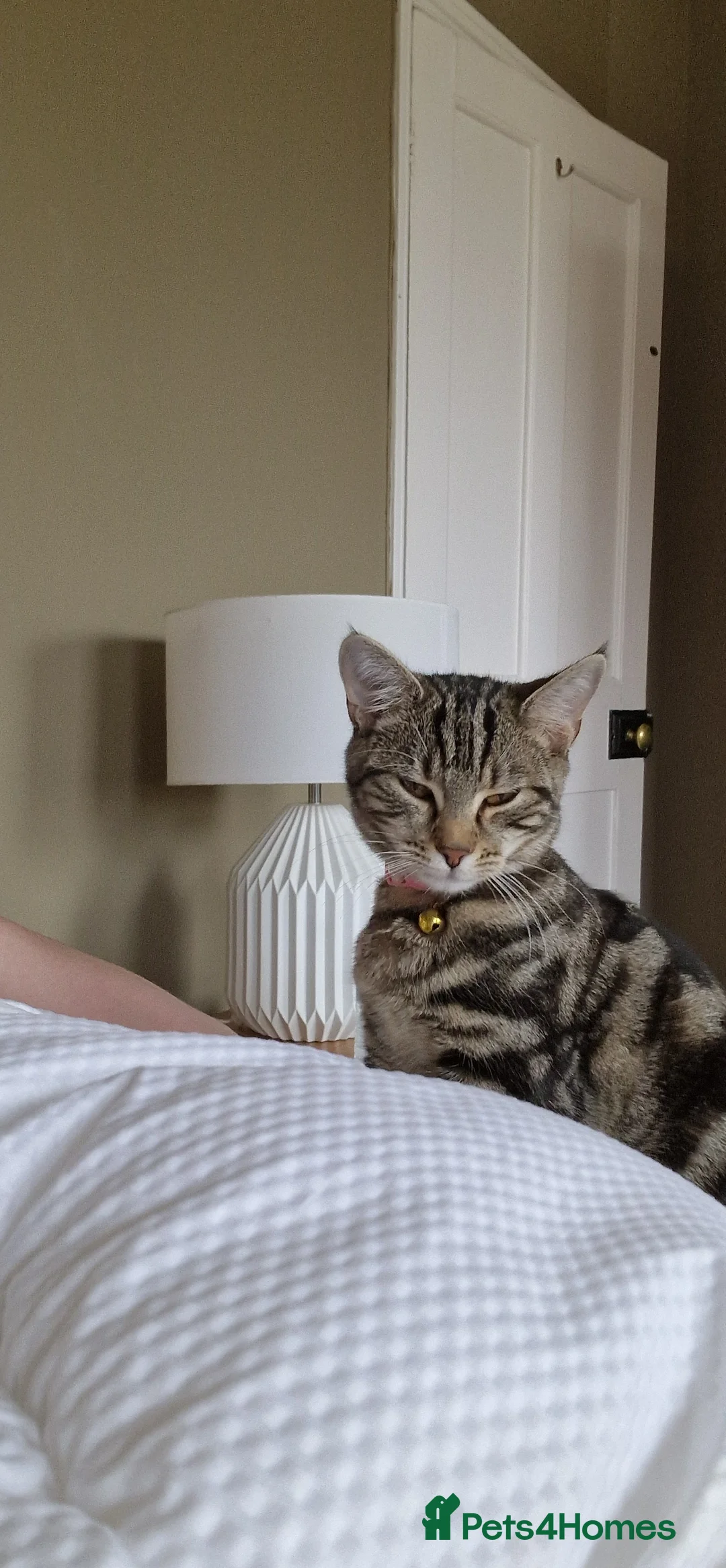 Mixed Breed cats for sale: Beautiful tabby cat in Colchester - Advert 2