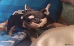 French Bulldog dogs for sale: 3 beautiful French bulldog girls - Image 8