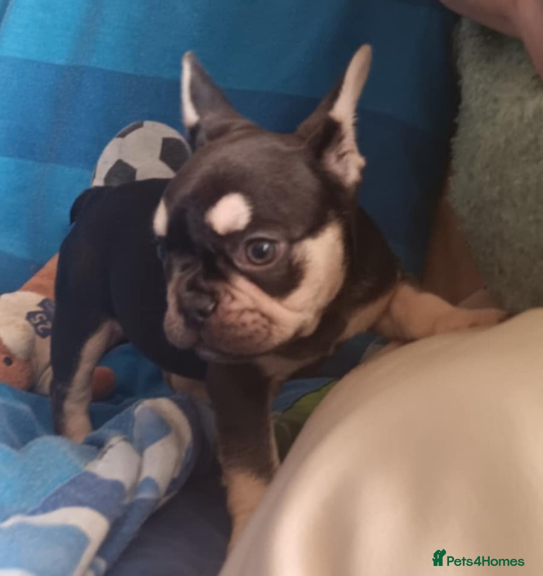 French Bulldog dogs for sale: 3 beautiful French bulldog girls - Image 8