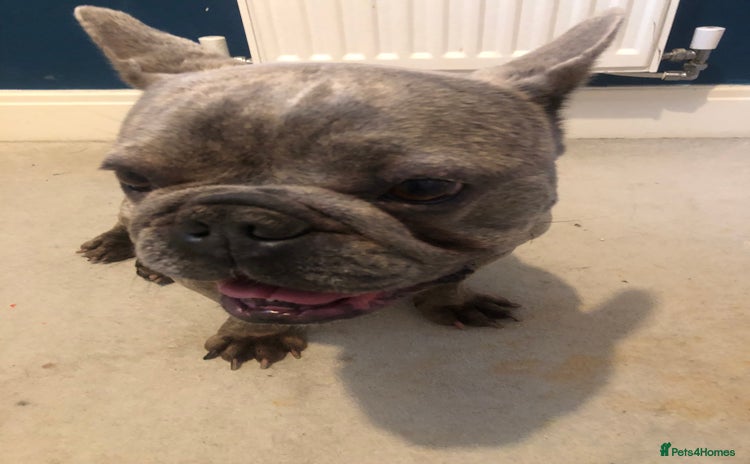 French Bulldog dogs - Advert 10