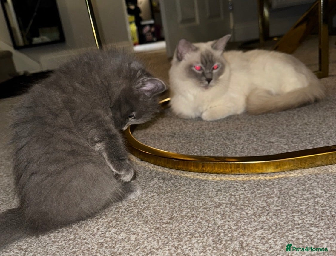 Ragdoll cats Ragdollxbritish short hair - Advert 7
