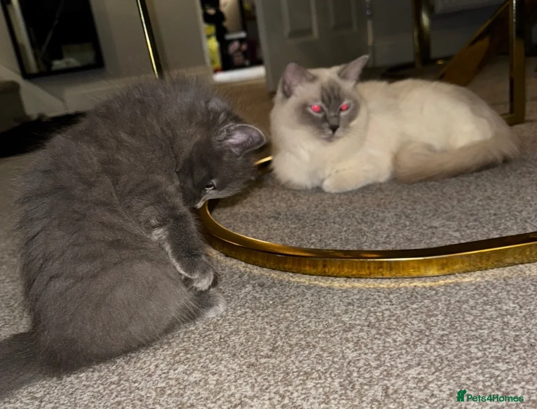 Ragdoll cats for sale: Ragdollxbritish short hair - Advert 1