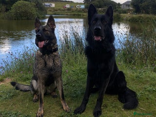 German Shepherd dogs - Advert 3