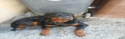 Mixed Breed dogs for sale: 14 month old rottweiler cross - Advert 6