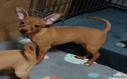 Miniature Pinscher dogs for sale: Miniature Pinscher puppies  - Image 3