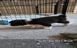 Akita dogs for sale: 🐾 American Akita Puppies for Forever Homes 🐾 - Image 23