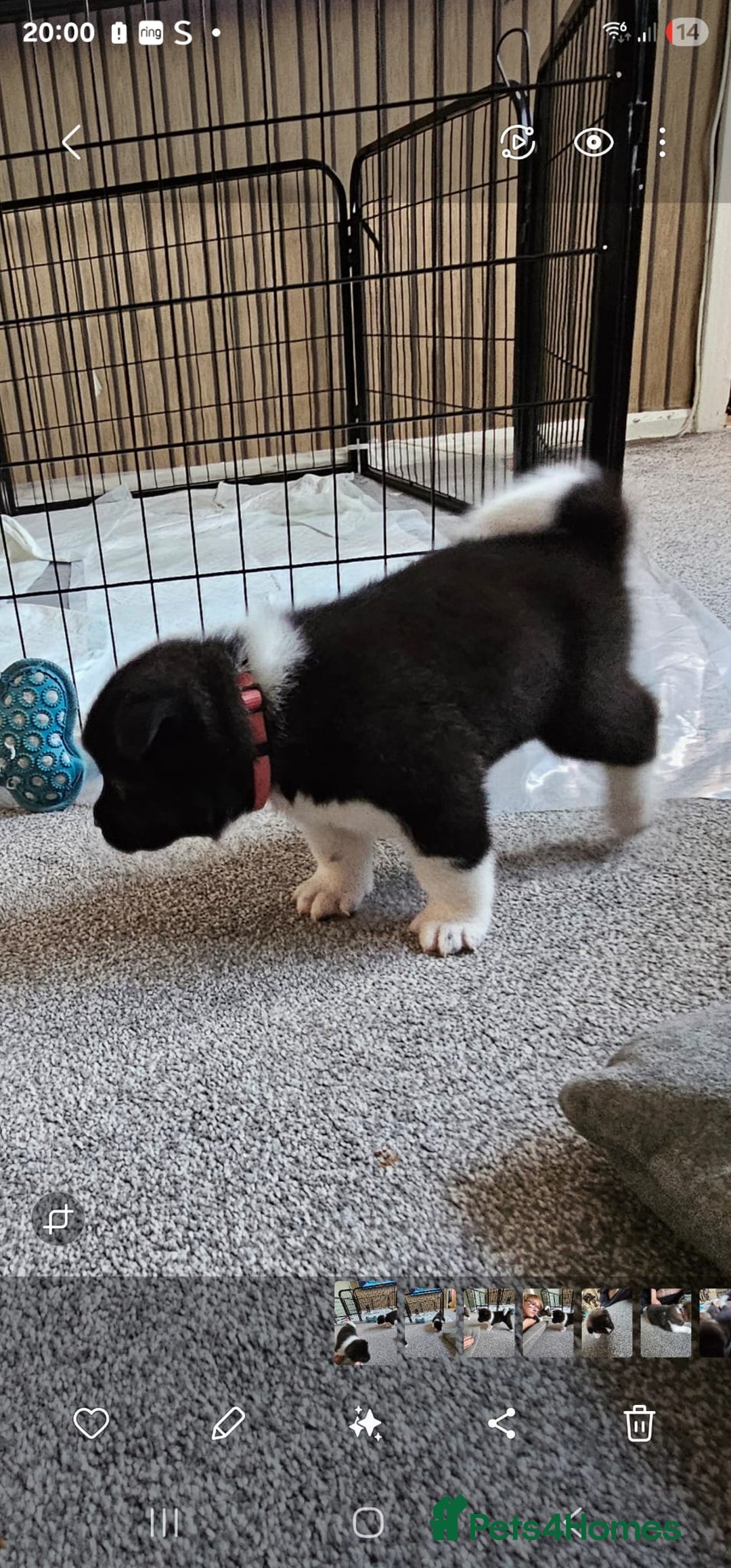 Akita dogs for sale: 🐾 American Akita Puppies for Forever Homes 🐾 - Image 23