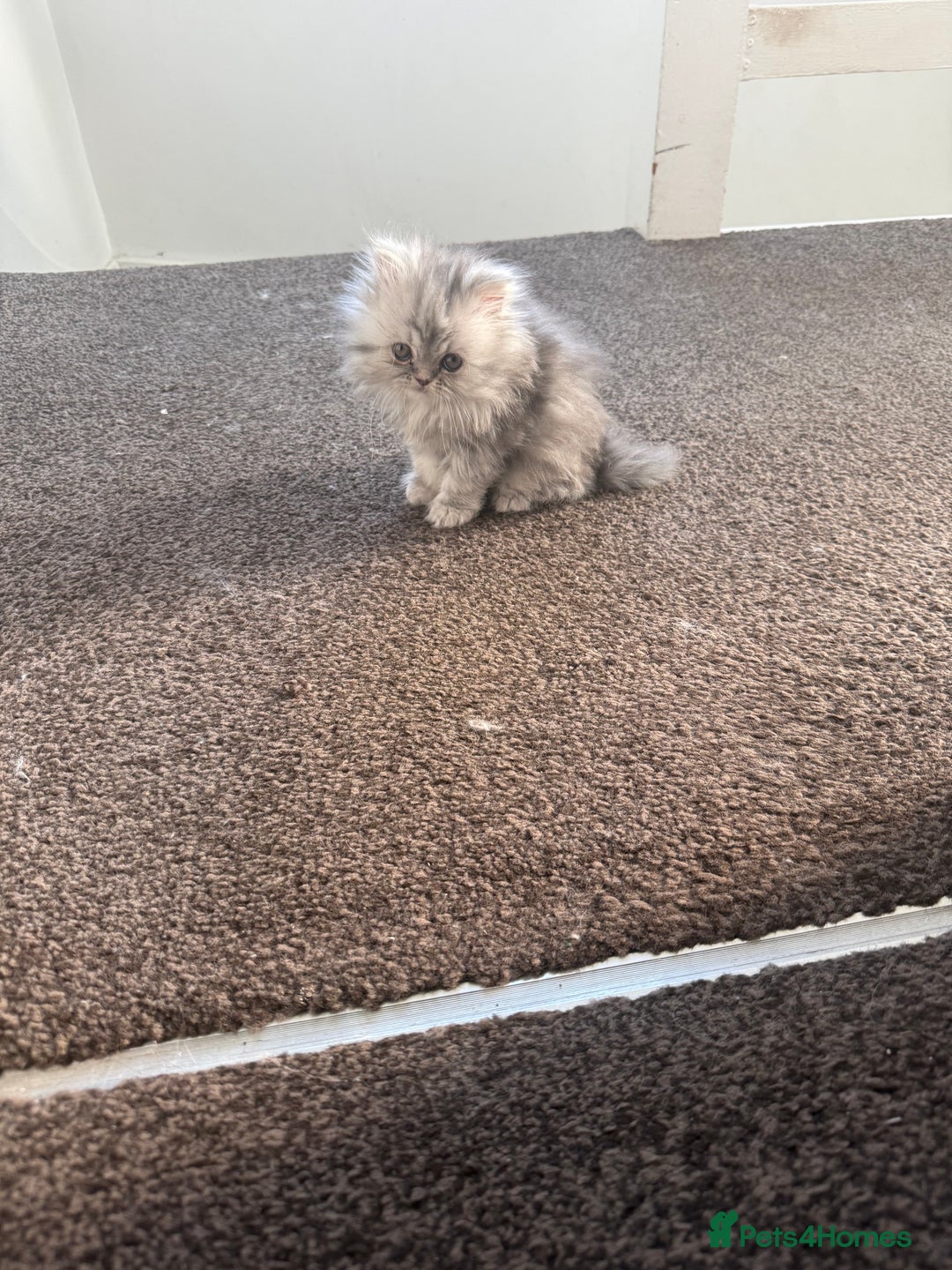 Persian cats for sale: Blue persian kitten  - Advert 9