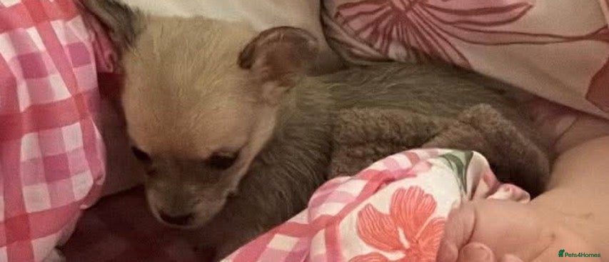 Chorkie dogs for sale: 1 beautiful Chorkie female  - Advert 1
