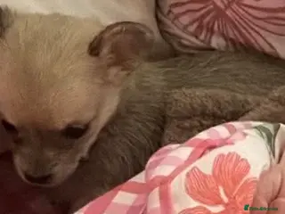 Chorkie dogs 1 beautiful Chorkie female - Advert 12