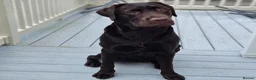 Labrador Retriever dogs for sale: The Rolls Royce - Advert 3