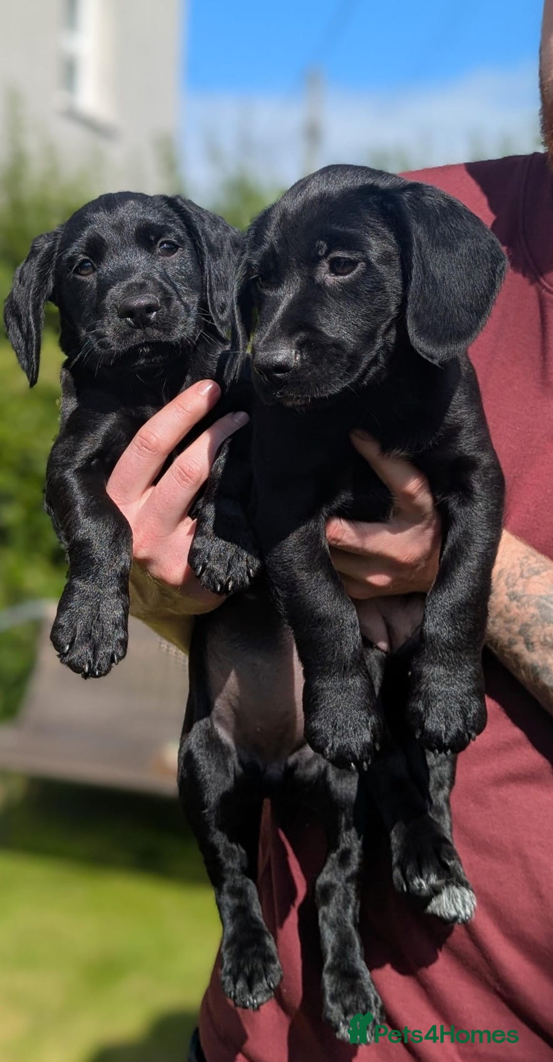 Mixed Breed dogs for sale: Cockerdale bitch  - Image 1