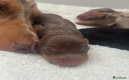 Miniature Dachshund dogs for sale: Miniature daschunds   - Image 6